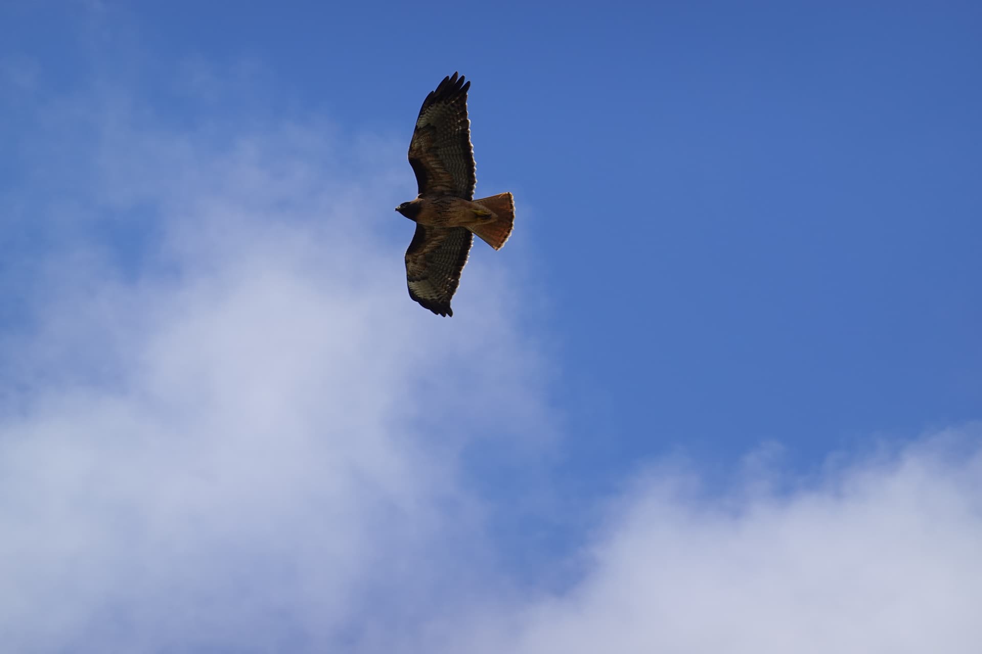 Bird Photography